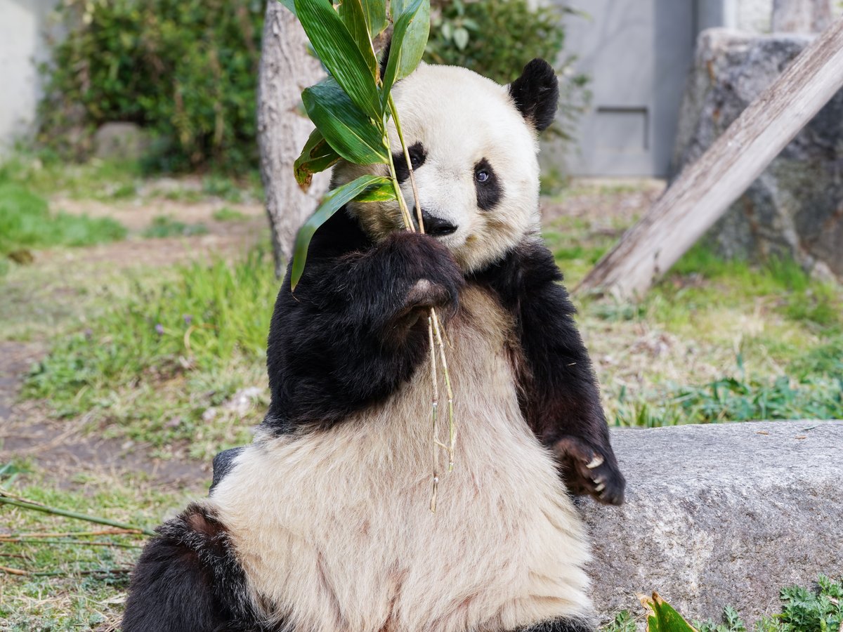 「お誕生日のサプライズは
　見ていないことにしてあげるね😉」
お誕生日イブのタンタンさん🍀✨
