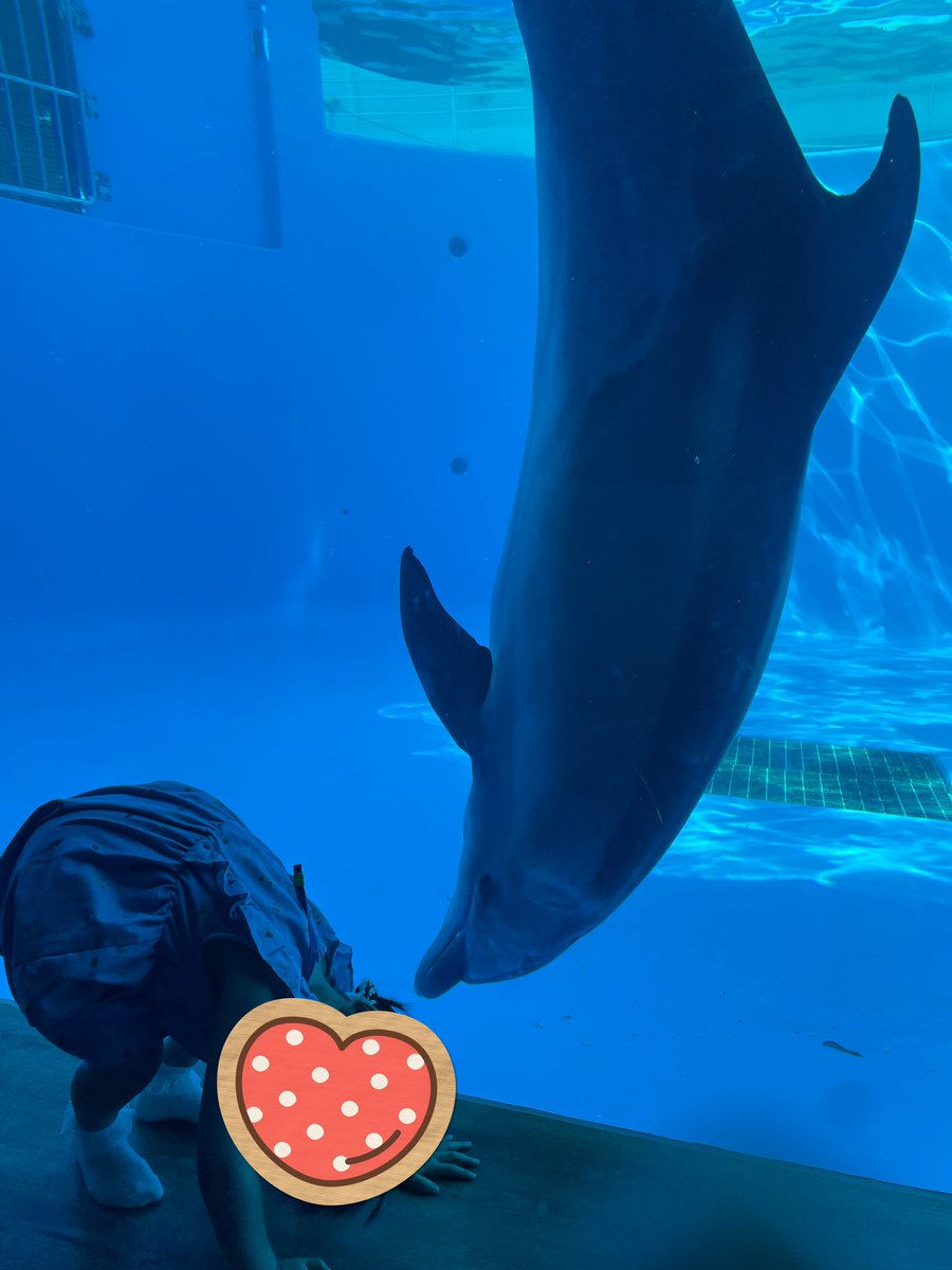 今日は九十九島水族館 海きららへ𓇼𓆡𓆉 
イルカってなんでこんなに可愛いんだろう…🐬💓ずーっと見てられる🥹
癒されたー🥰