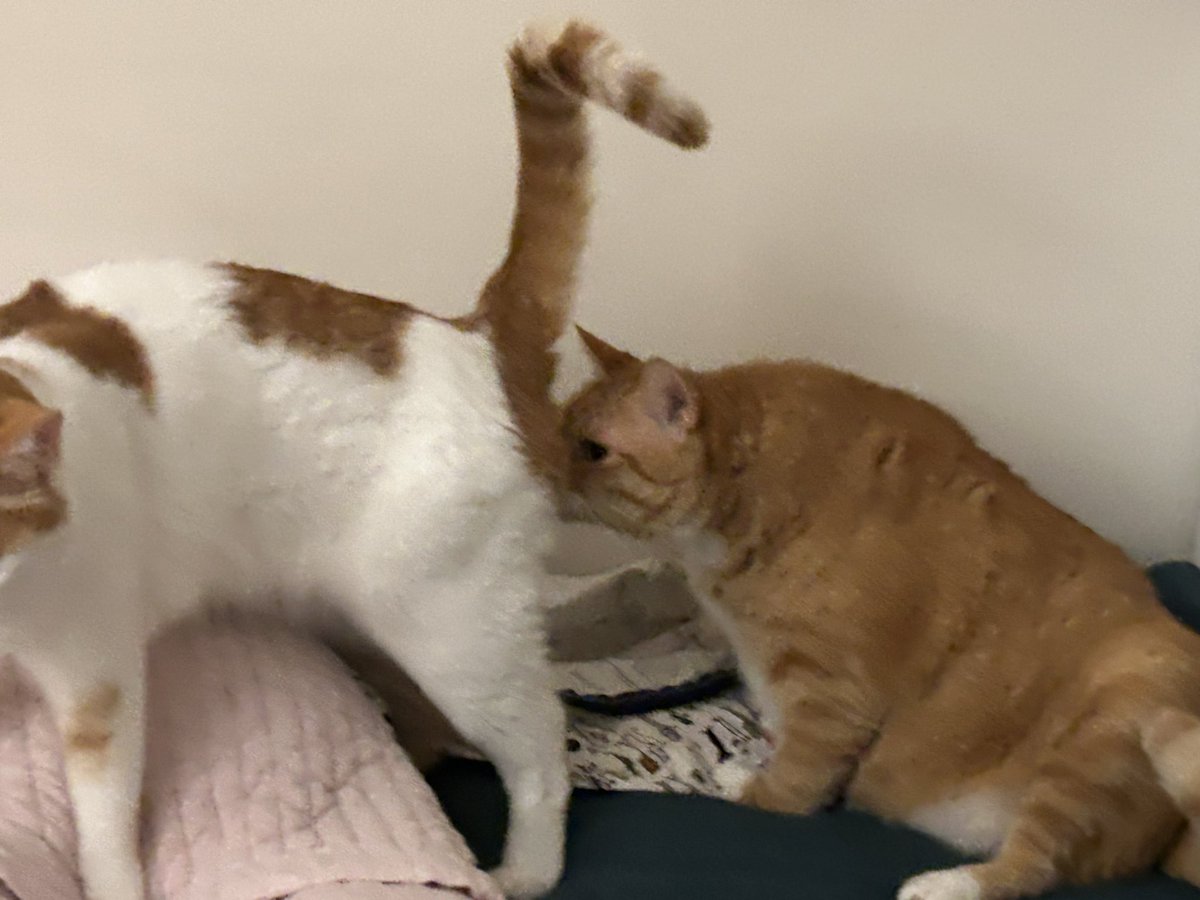 말리의 일과
형도니잠 자고 니나한테 충성 맹세(받아주진 않음)