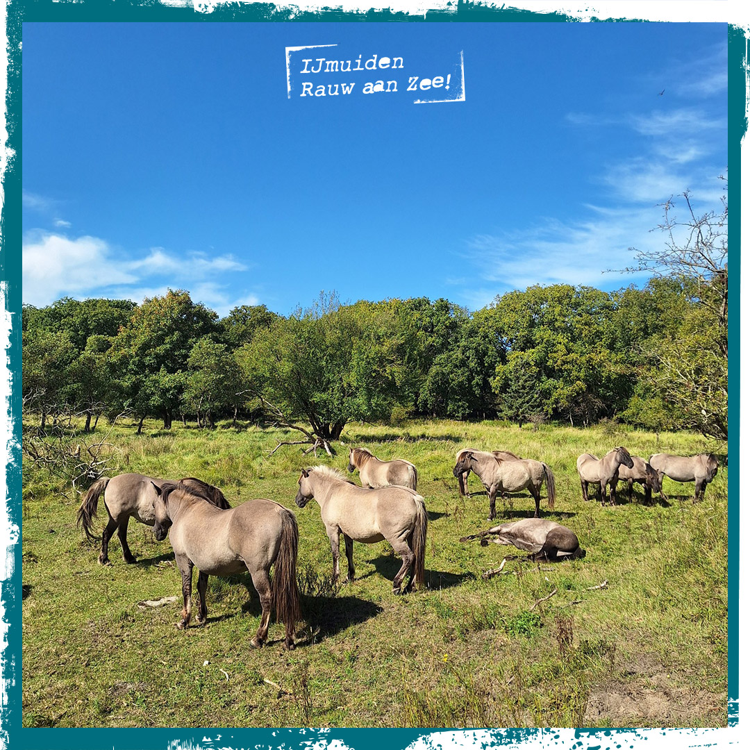 Tussen de buien door is het heerlijk wandelen in onze 'achtertuin'.

ijmuiden.nl/wandelen-in-ve…

Foto: Anita van Niekerken