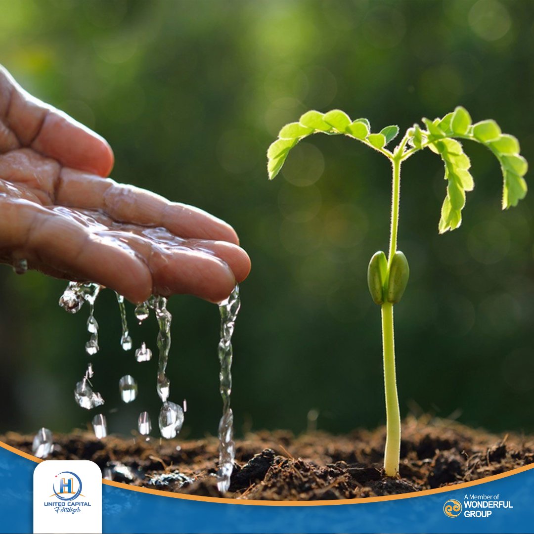 Every season has its purpose. As we navigate through September, remember that every effort you sow today is a seed for tomorrow's success. Keep nurturing your fields and your dreams! 🌱

#UnitedCapitalFertilizerZambia #FertilizingAfrica
