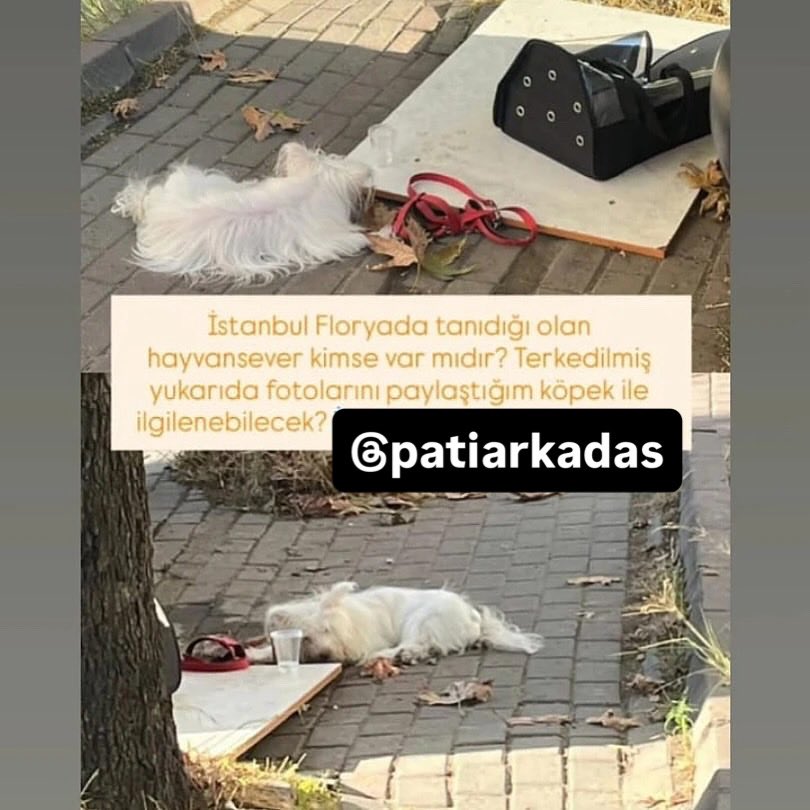 İstanbul Florya’da tanıdığı olan hayvansever kimse var mıdır? 
Terkedilmiş yukarıda fotoğraflarını paylaştığım köpek ile ilgilenebilecek?

İnstagram  @minehurriyetoglu