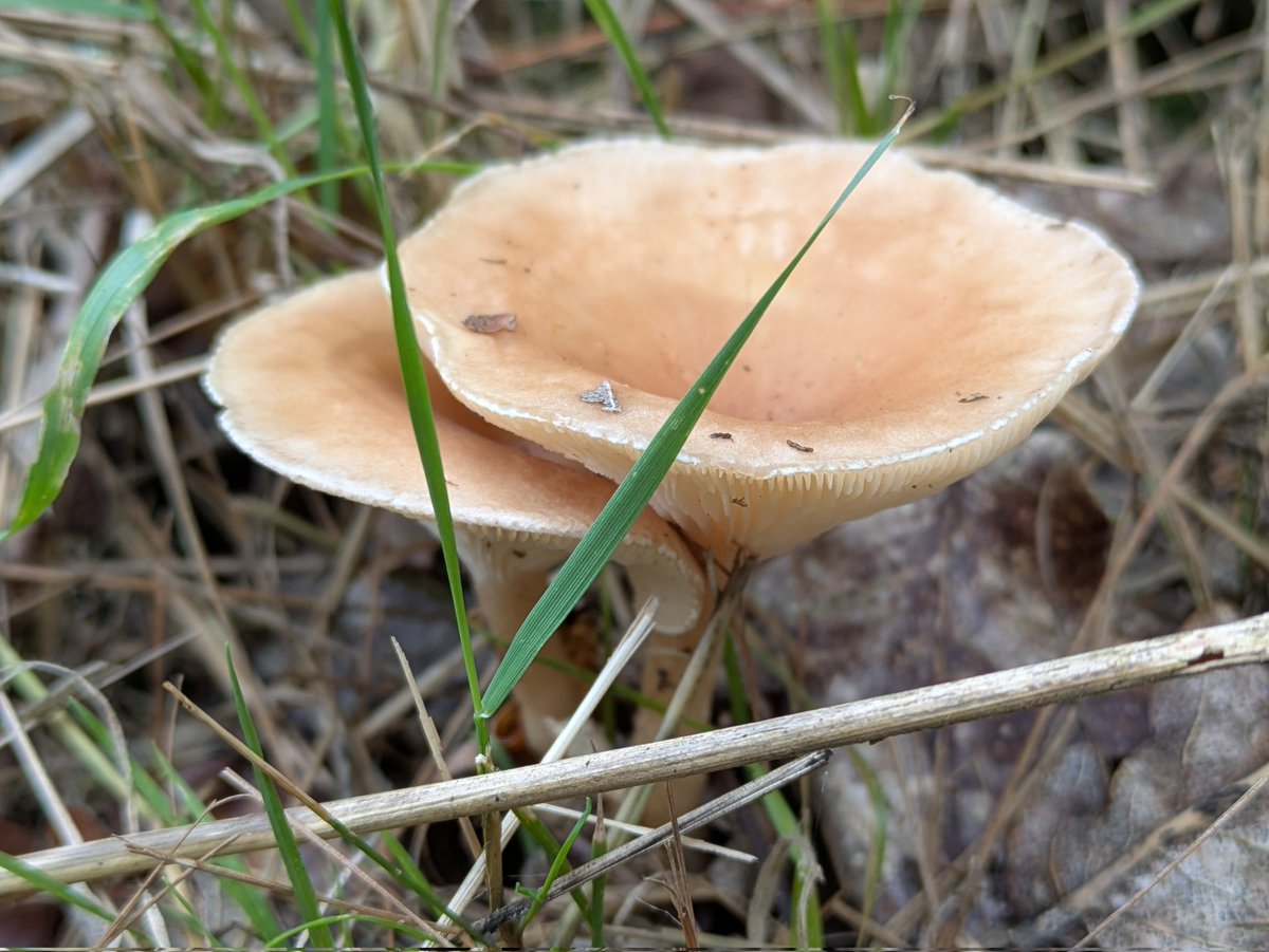 For #MushroomMonday a selection from Fingringhoe Wick yesterday, a bit of a blustery day here today so maybe a bit more overdue gardening 🍄🪏😉