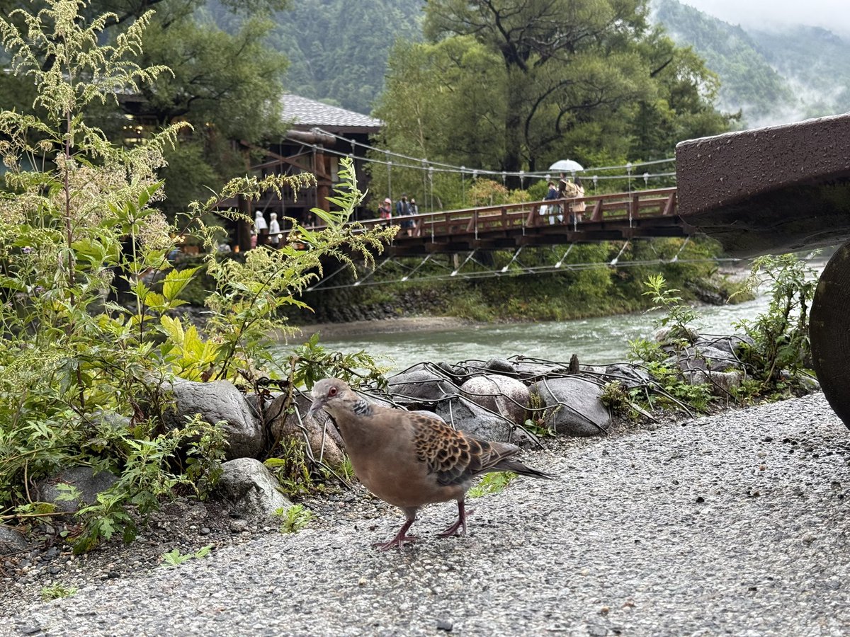 NIRU (@nirunno) / Posts / X