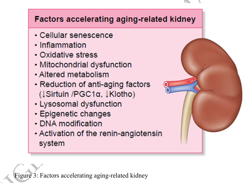 CKJsocial's tweet photo. Healthy aging and aging-related kidney diseases: 

lessons from centenarians

🔓https://t.co/vCc6fYhc2E https://t.co/KTlptI323K