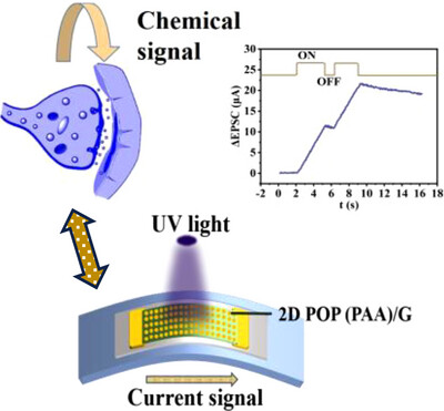 AggregateOA's tweet image. "#2D #Porous Organic #Polymer Sheet/#Graphene Hybrid for Efficient UV-Sensitive Detections and Self-Restoring Flexible Synaptic Devices With 10,000 s Ultralong Memory" by Yu-Jian He et al. @UCAS1978 @Wiley_Chemistry #photodetector #synapse
Check👉doi.org/10.1002/agt2.7…