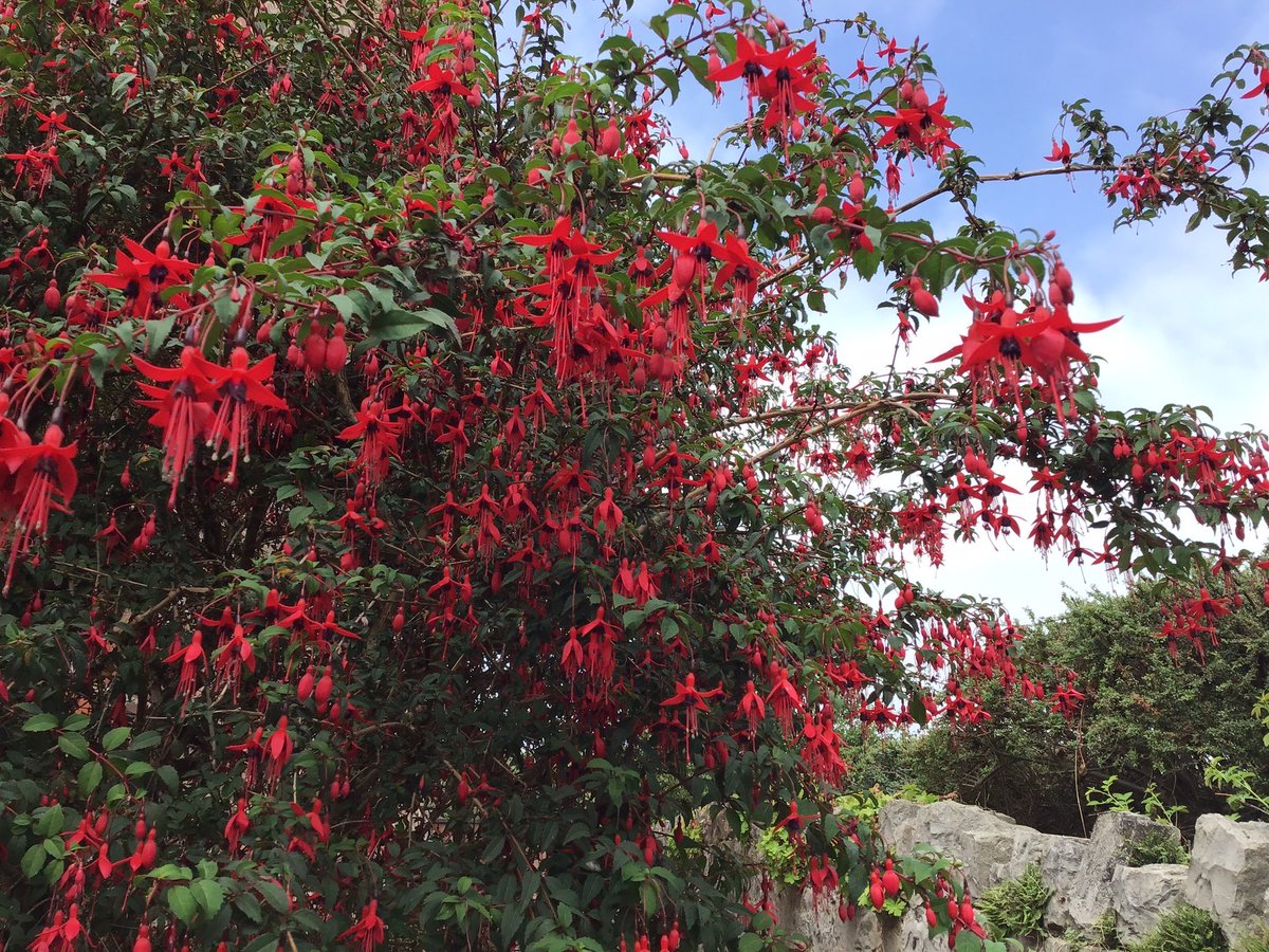 jobutlerthomas's tweet image. #Floweringshrub.      Hardy Fuschia thrives on high rainfall and high humidity .
#pollinator #hedging