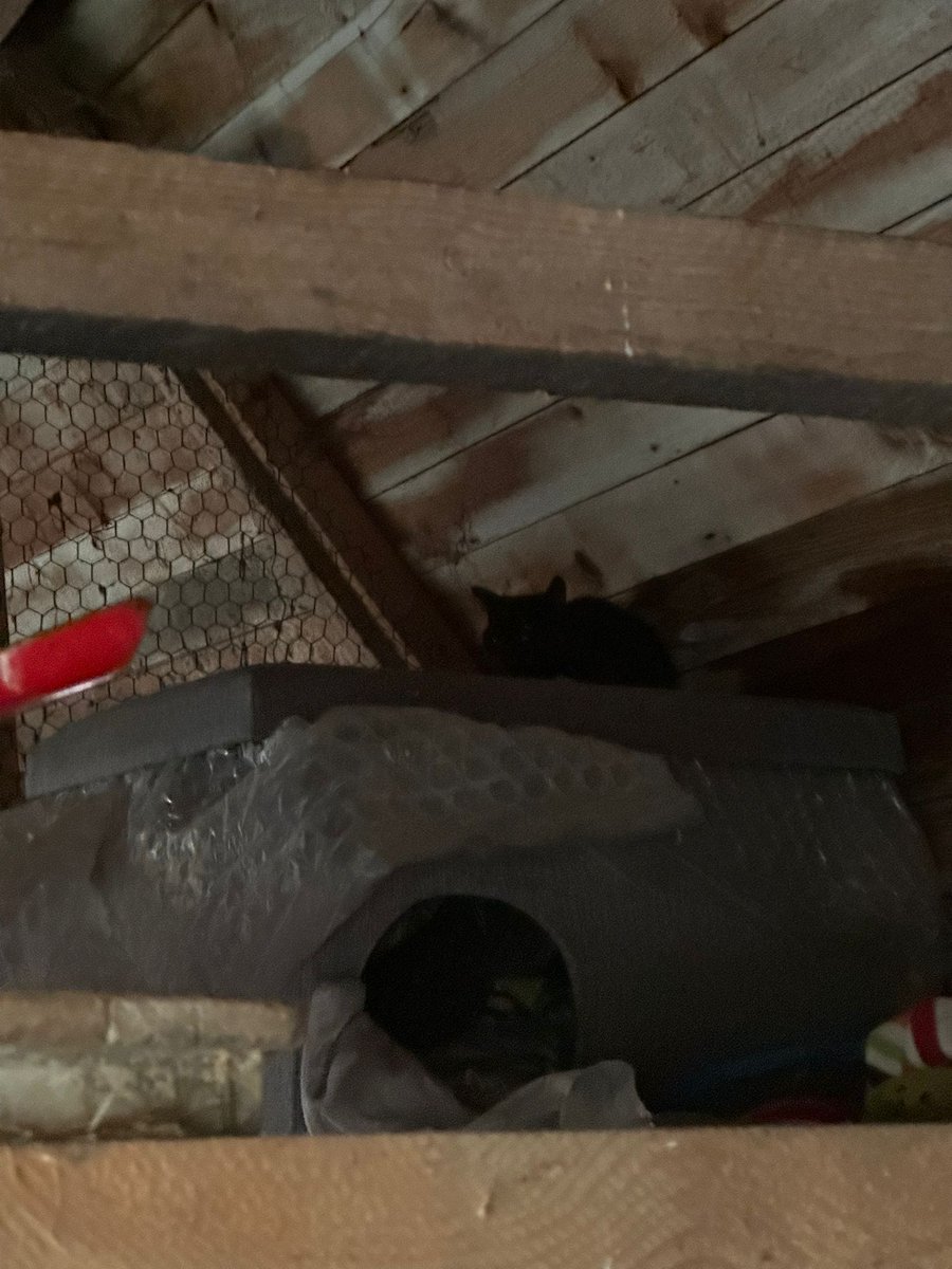 Besuch im Schafstall! Wer sieht sie?