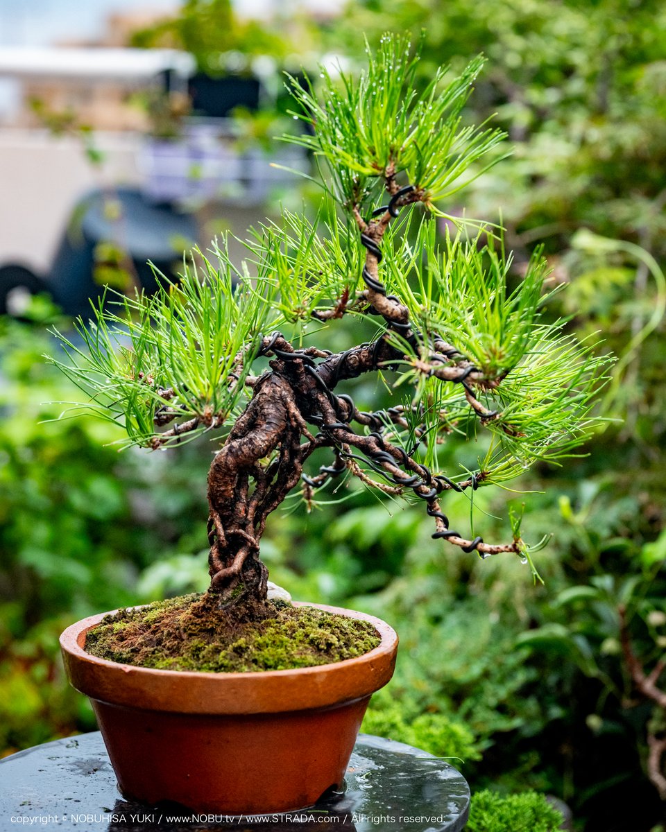 yukihiro 赤松 盆栽 yukihiro 赤松 盆栽 赤松