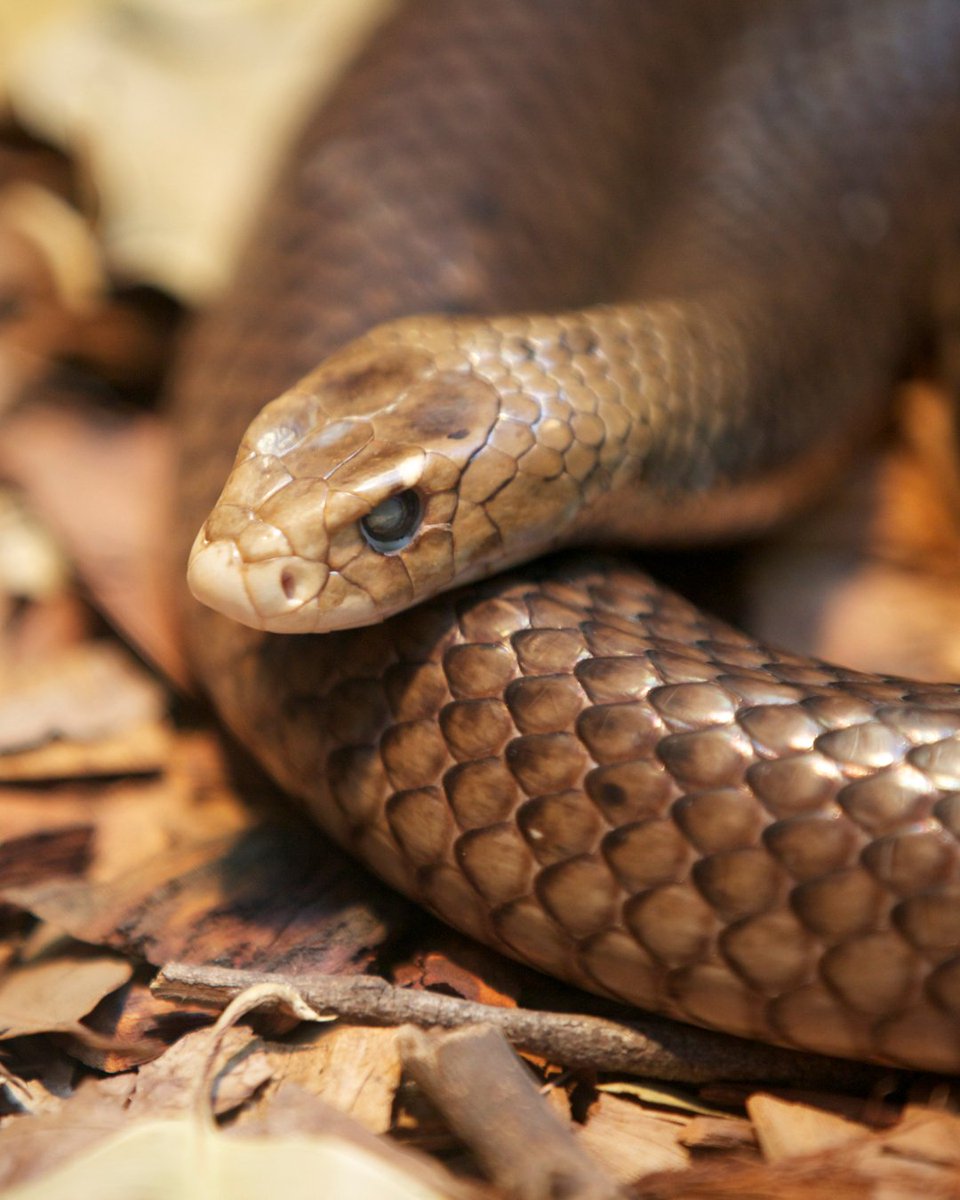 FFMVic's tweet photo. As temperatures climb, so does snake activity! 🐍

Remember, while they're out and about, they're generally no threat if you give them space. 

Let's all be extra careful out there:

✅ Tidy your outdoor areas.
✅ Supervise pets and children.
✅ Wear proper shoes and long pants outdoors.
✅ Never try to catch or harm a snake.
✅ Call 000 immediately if a bite occurs.

For more information contact DEECA on 136 186