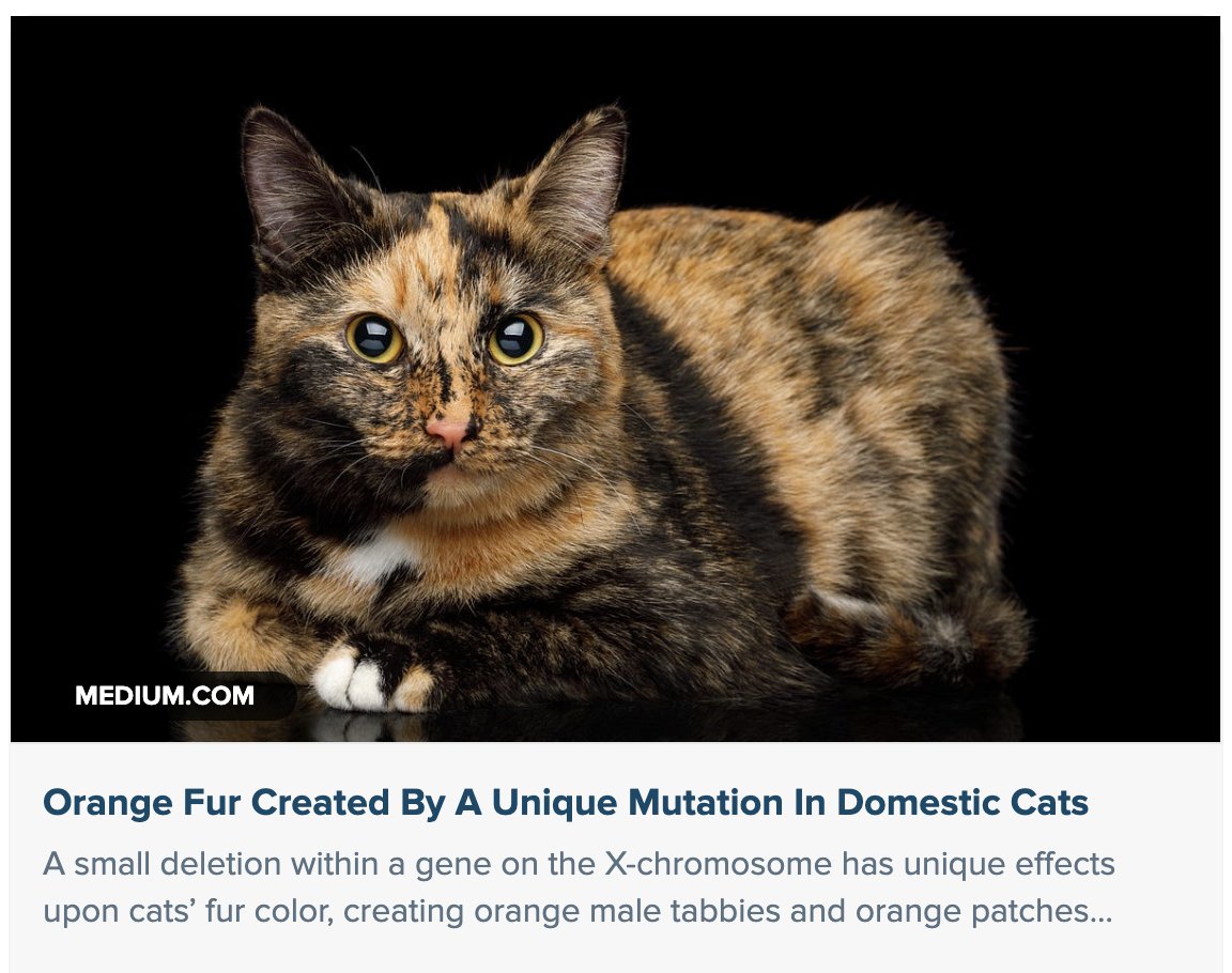 GrrlScientist's tweet photo. Orange Fur Created By A Unique Mutation In Domestic Cats
#SciComm by @GrrlScientist
#Cats #Color #genetics #mutation #tortoisehell #evolution https://t.co/3bQ40urAzb https://t.co/kr0jeeGNqv