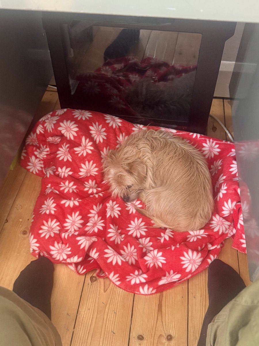 Paul Linnet (@paullinnet) on Twitter photo My little helper today. ❤️ My little helper today. ❤️