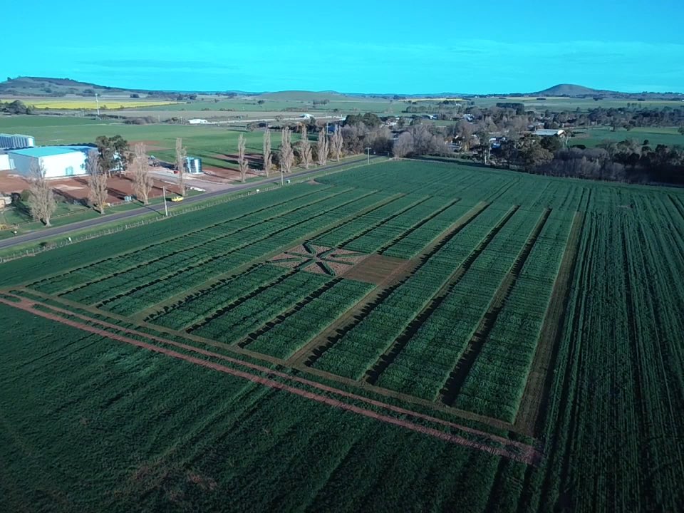 The <a href="/AGF_Seeds/">AGF Seeds</a> wheat trial site as we head into spring field day season. Lots to show &amp; discuss here culminating in our field day on October 22nd. 3 times of sowing &amp; 3 fungicide strategies - should be plenty to learn <a href="/BreedersPlant/">LongReach Plant Breeders</a> <a href="/AuSeednet/">Seednet_au</a> <a href="/agtbreeding/">AGT</a> <a href="/RAGTAU/">RAGT - Australia</a> <a href="/InterGrain1/">InterGrain</a>