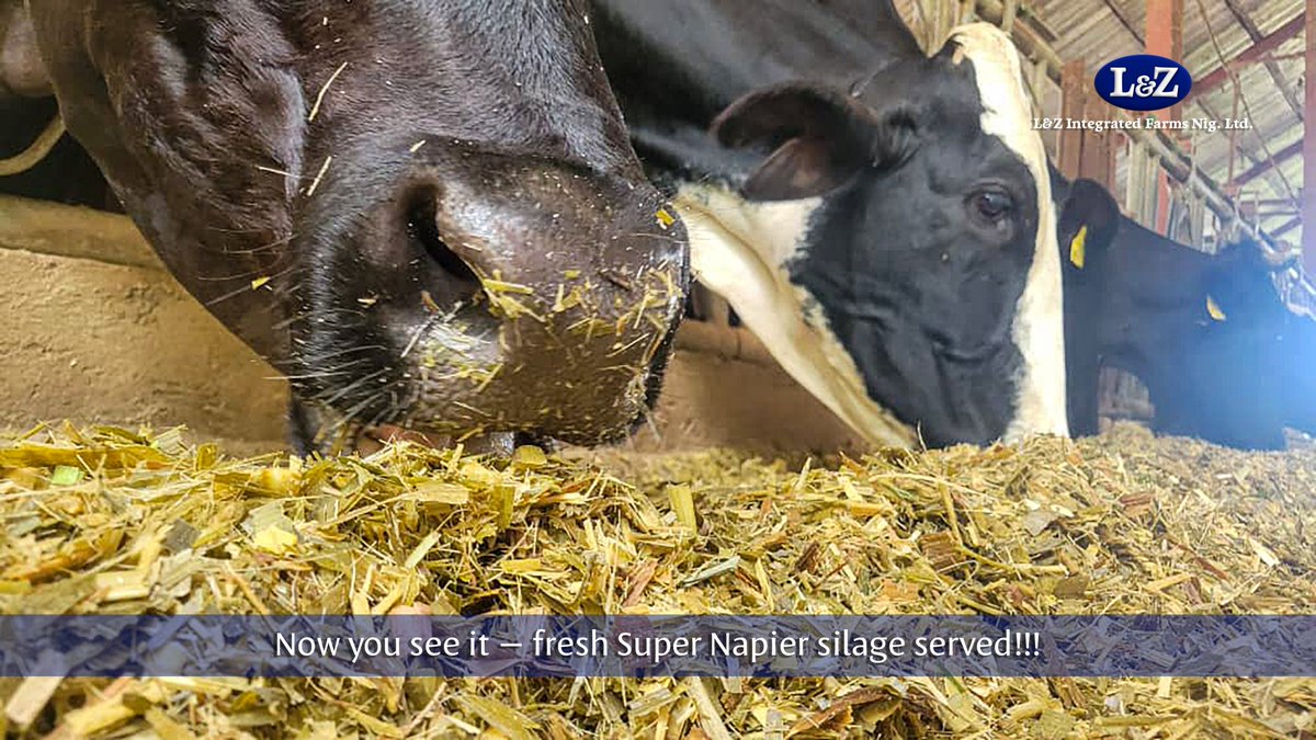 landz_fresh's tweet photo. From field → truck → silage floor → cows 🐄
At L&Z, our Super Napier silage means year-round nutrition, stronger milk yields & healthier products for Nigeria. 🥛🇳🇬
#FodderRevolution #LZNigeria #FoodSecurity https://t.co/1TQnHH3mPe
