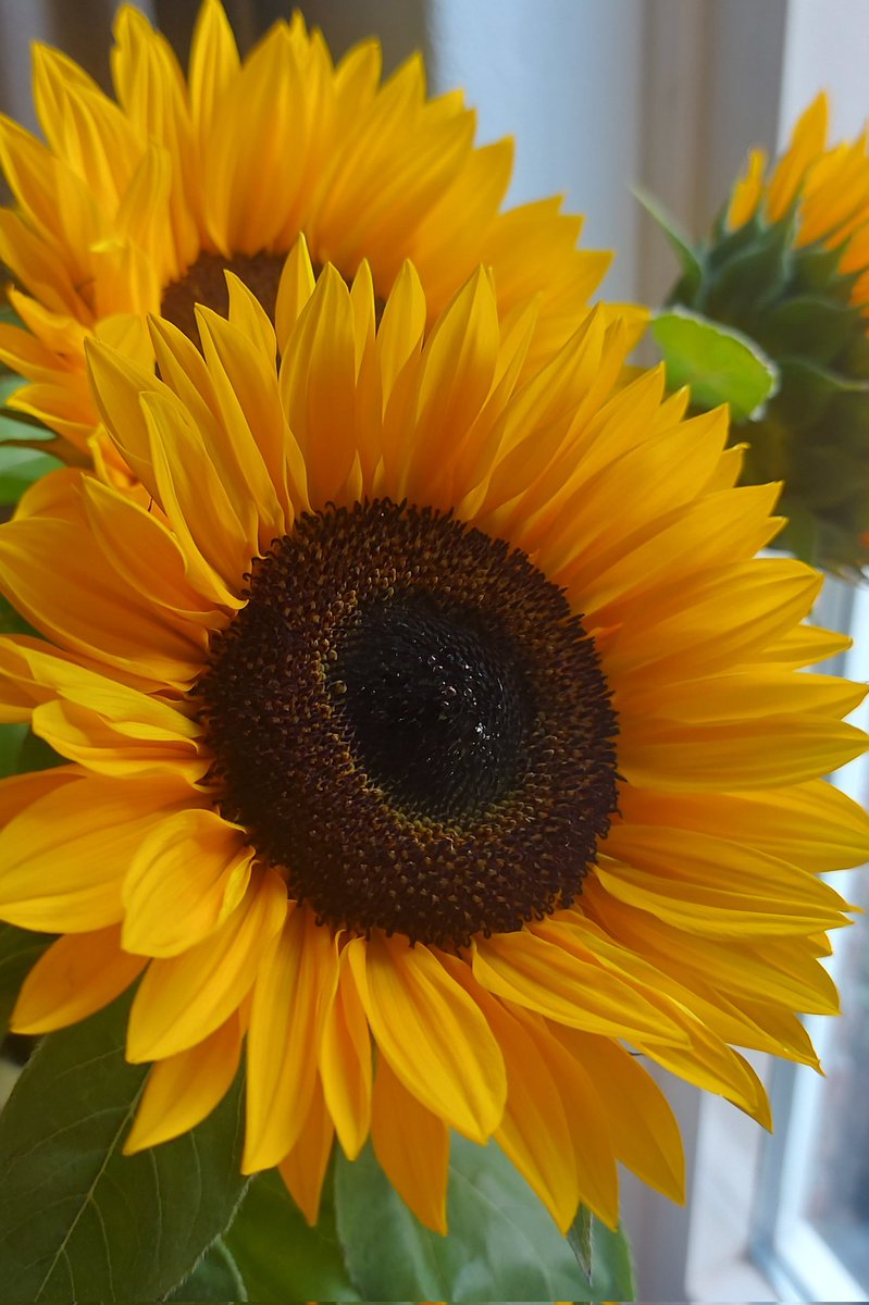LivingCozy's tweet image. 🍂 Some beautiful Monday Motivation for a wonderful week! Happy Monday! 🍂
🍂👼🧡🏡🧡👼🍂
📸 LivingCozyHome&amp;amp;Sunflowers
#Sunflowers #FallIsInTheAir
#FallIsComing #GoodMorningXFriends #MondayMotivation #BlessedAndGrateful