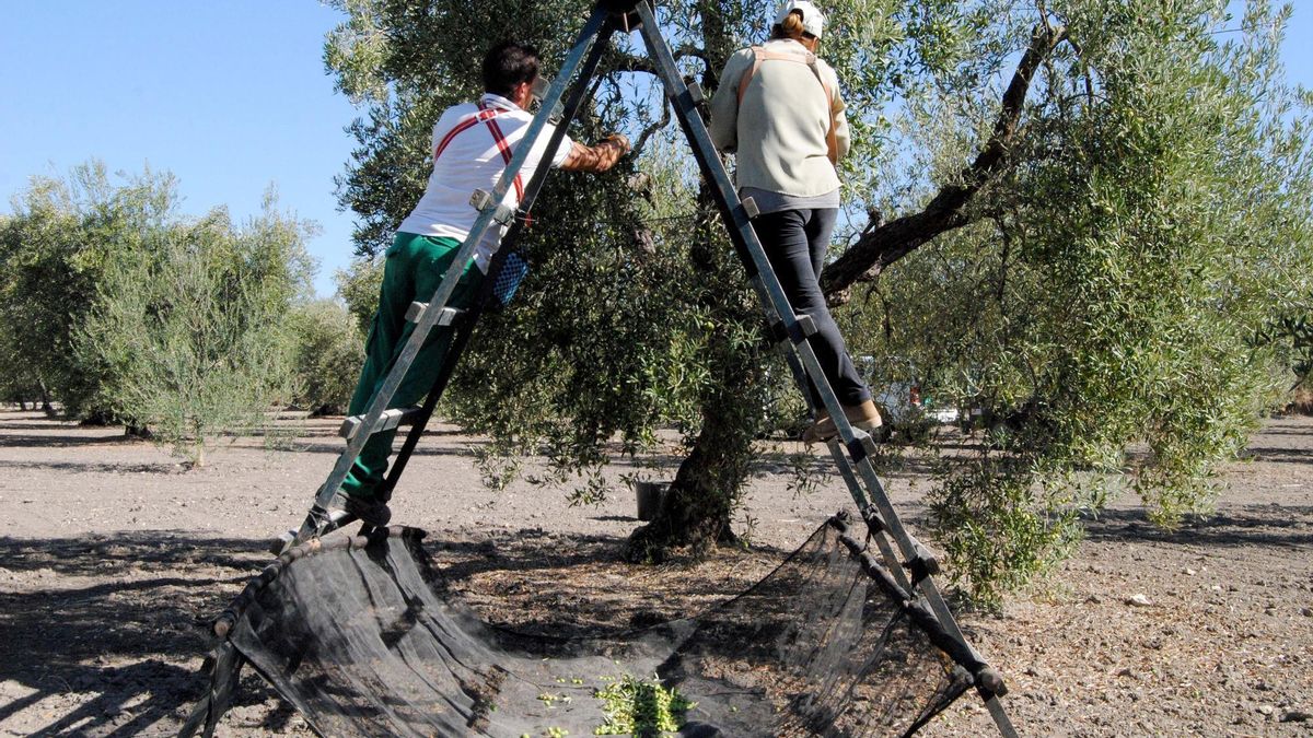 🙄🌧️El sector de la aceituna de mesa mira al cielo para superar las 600.000 toneladas en la campaña de verdeo 

🗣️Gabriel Cabello, pdte. del Consejo Sectorial de Aceituna de Mesa de #CoopsAgroAND asegura que en esta cosecha "hay buena calidad, porque ha llovido en primavera".