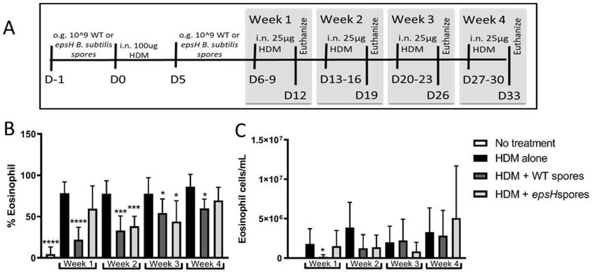 🔔#Allergies_MDPI Welcomes you to read our publication "Bacillus subtilis Provides Long-Term Protection in a Murine Model of Allergic Lung Disease by Influencing Bacterial Composition" by Dr. Julie Swartzendruber et al.

✅Link: brnw.ch/21wVLpy

#Probiotics #Bacillus