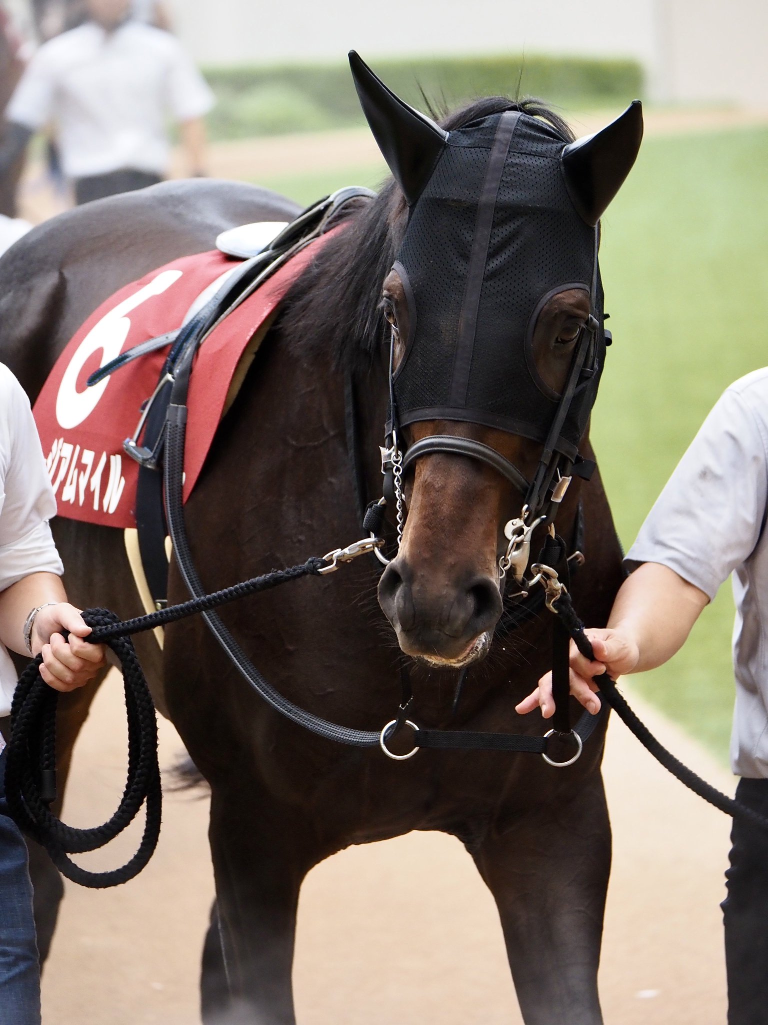 合う馬 ぽるぽ on X: 