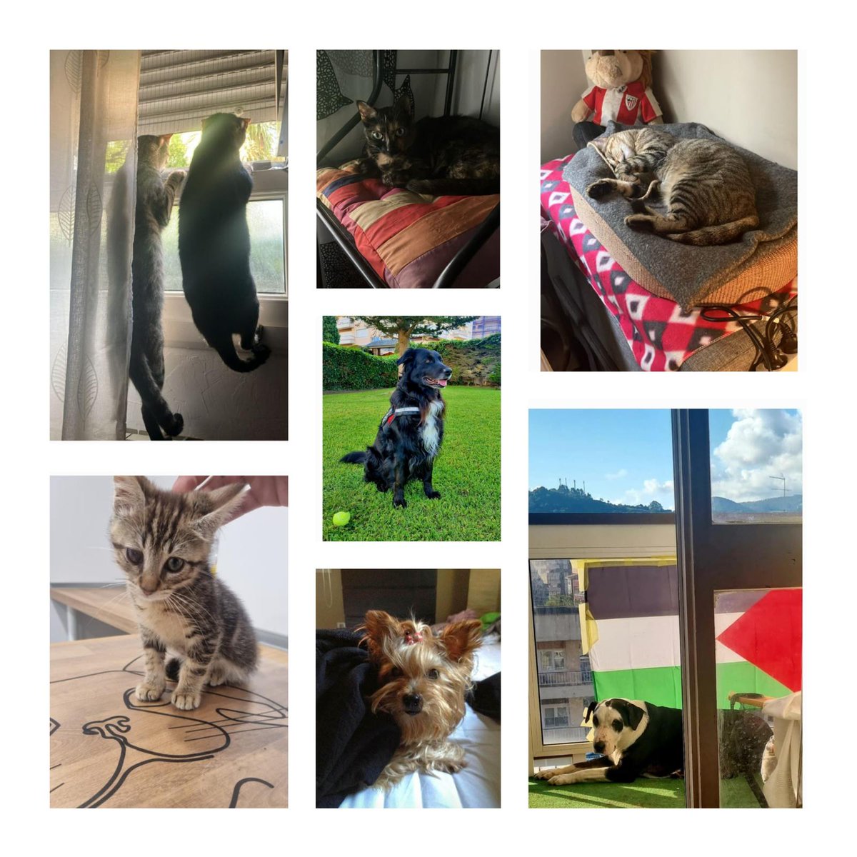 Por favor no cabe nadie más en mi casa 🤣❤️🐶🐶🐼🐱🐱🐱🐱