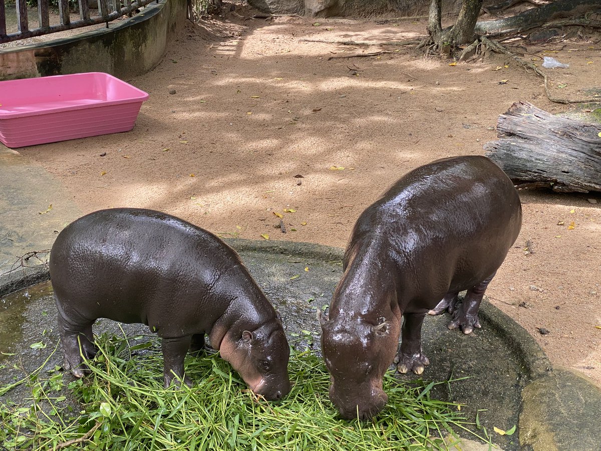 Moodeng is pretty busy with his lunch today.

Do you know which one is Moodeng?
#moodengthehippo