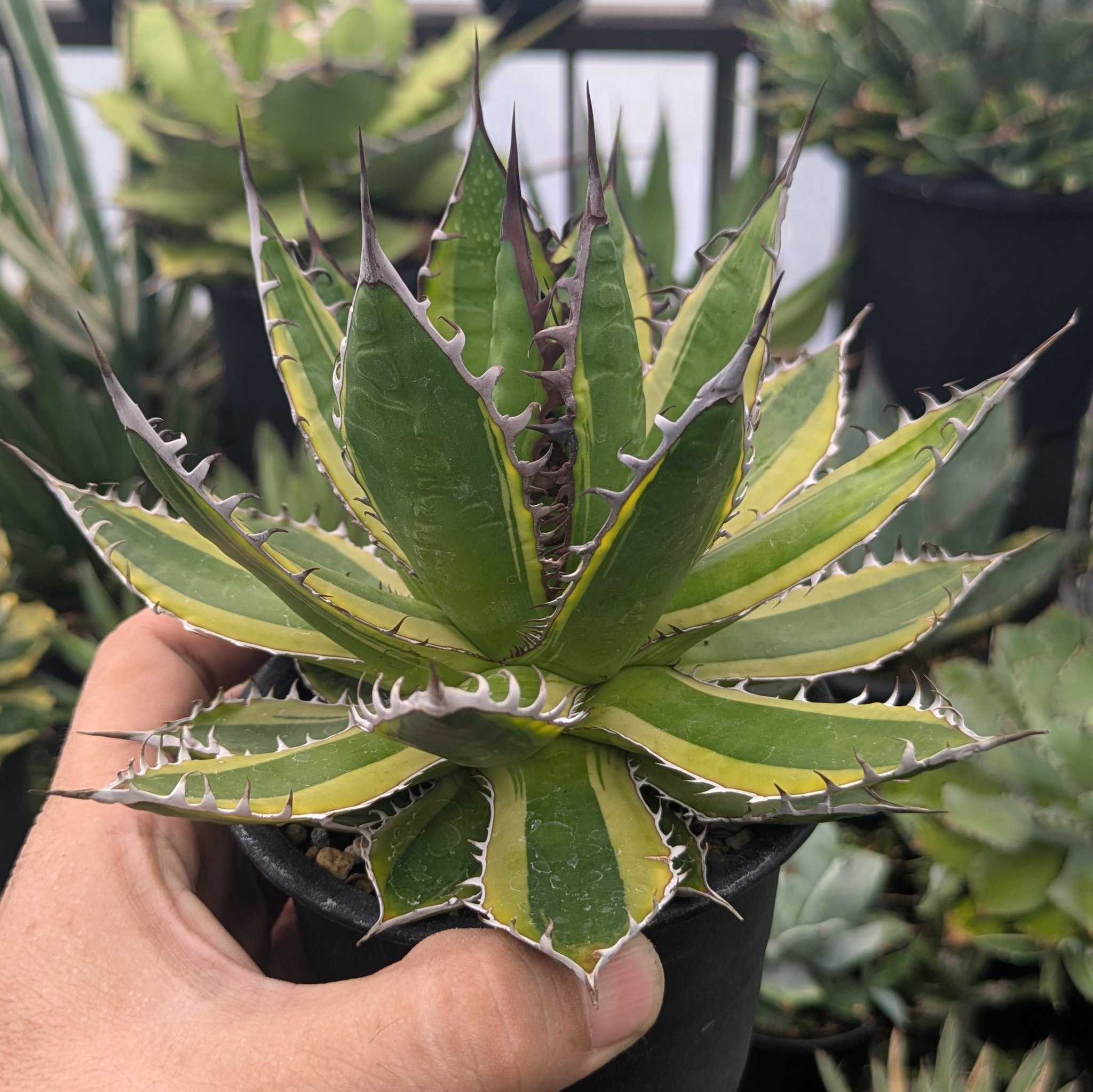 アガベ　ホリダ錦　激レア 多肉植物：アガベ ホリダ錦*幅33cm 現品！一品限り : 遊恵盆栽