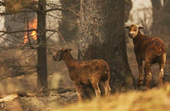 "Davaya itaat diye diye toprağına ihanet edensiniz.
Lakin unutmaz toprak,
Bakın göreceksiniz..
Yakan
Yıkan
Bozan
Ölüm saçan ellerinizden ayırmayın gözünüzü.
Onlar boğacak sizi.
Yavaş ve acı içinde kesilecek nefesiniz,
henüz gelmeden eceliniz.
Yaktığınız can kadar yanacaksınız! "