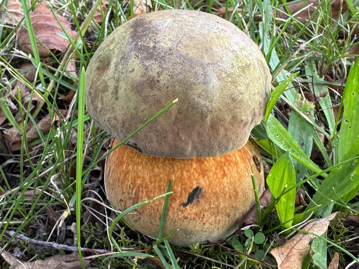 #MushroomMonday Lurid Bolete on a grass verge. Suillellus luridus, Netzstieliger Hexenröhrling auf einem Grünstreifen neben einer Straße.