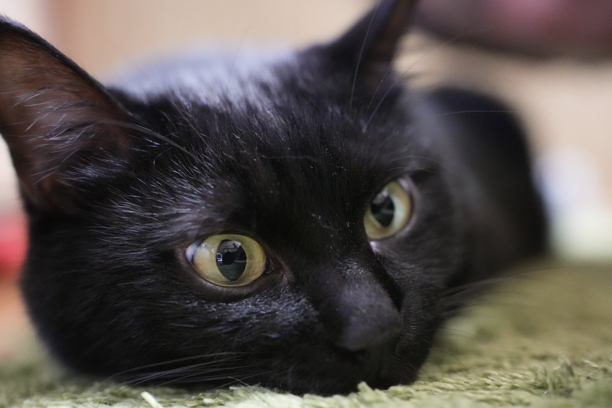 ねこねこ 猫汰つな🍒✨ on X: 