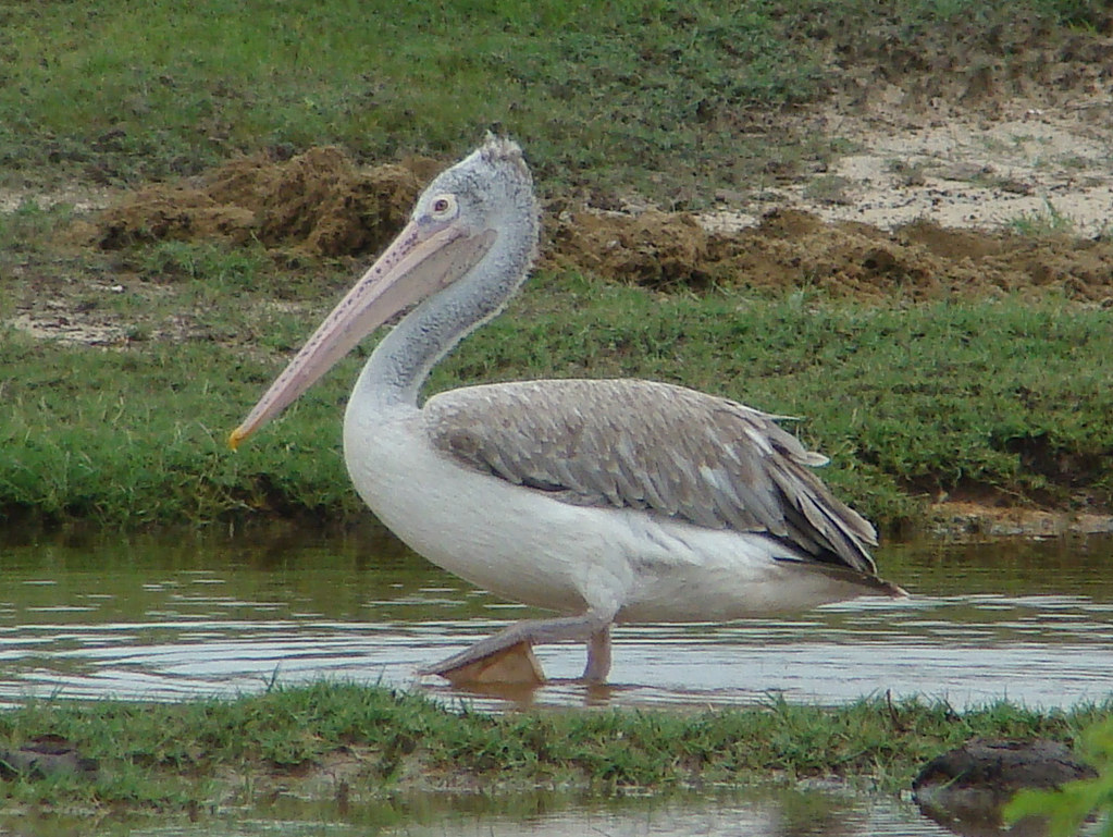 Spot-billed pelican
Scientific name: Pelecanus philippensis
The spot-billed pelican or grey pelican, is a member of the pelican family. It breeds in southern Asia from southern Pakistan across India east to Indonesia.

The spot-billed pelican is a relatively small pelican but