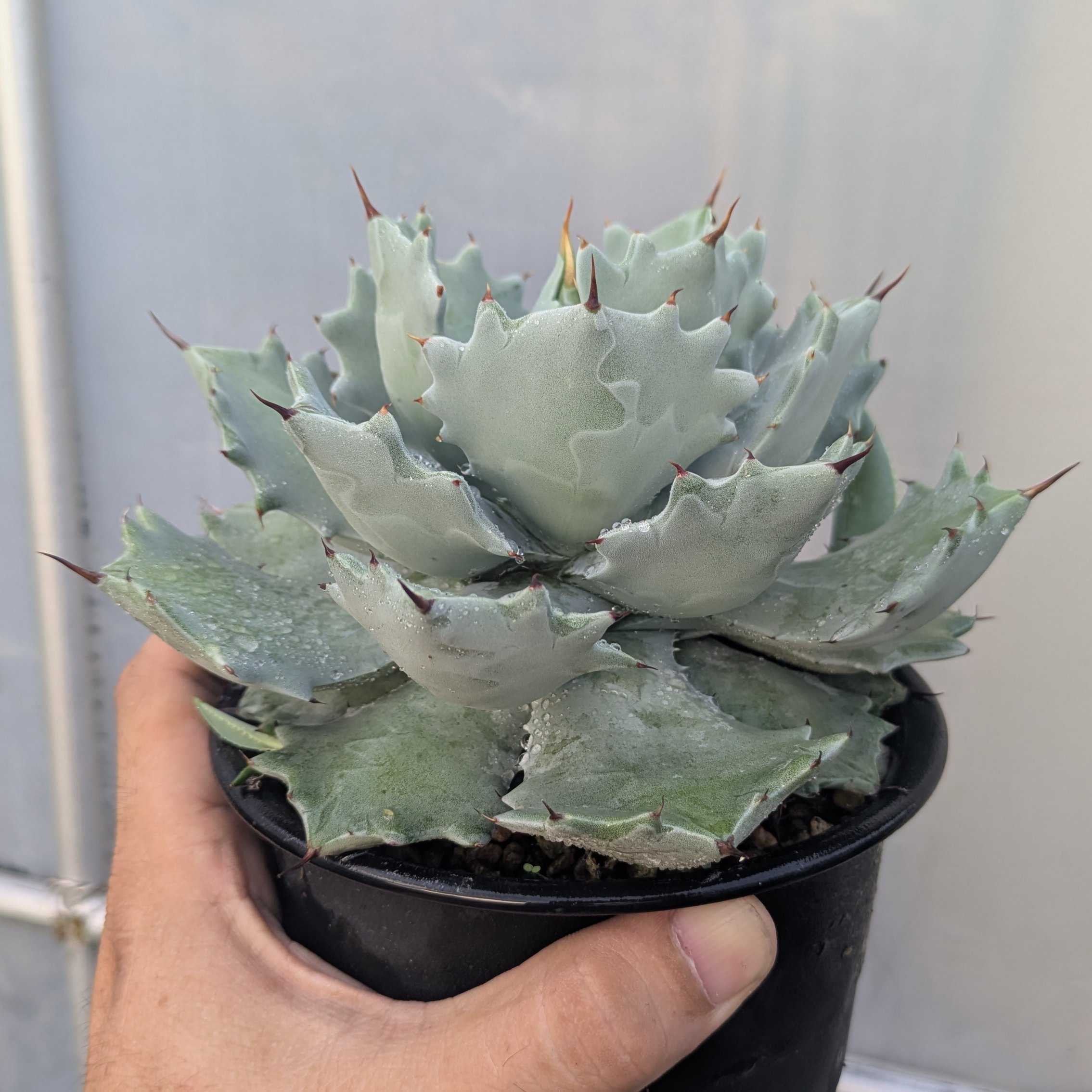 ROUKA plants on X: 