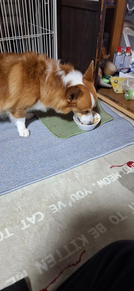 先月風邪ひいてて祝えなかったからコタタさん1ヶ月遅れの誕生会😇
今日は3色手作りご飯食べれて良かったね😇