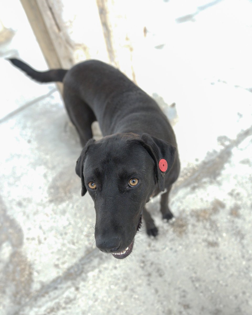 ruins_777's tweet image. 犬に廃墟案内してもらった🫰
たまに狂った犬が居るから味方居るとホンマ安心
廃墟探索の必需品は犬の餌だったわ🦴