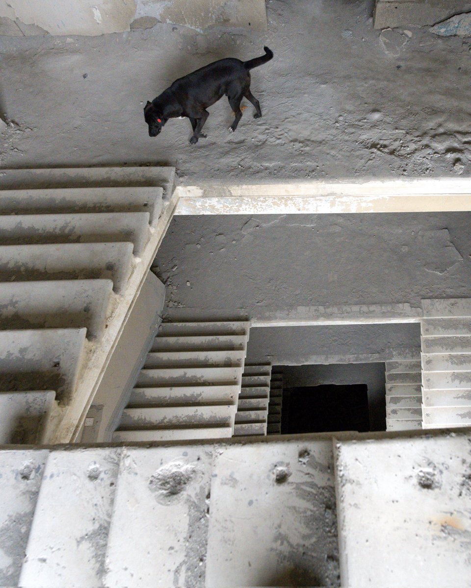 ruins_777's tweet image. 犬に廃墟案内してもらった🫰
たまに狂った犬が居るから味方居るとホンマ安心
廃墟探索の必需品は犬の餌だったわ🦴