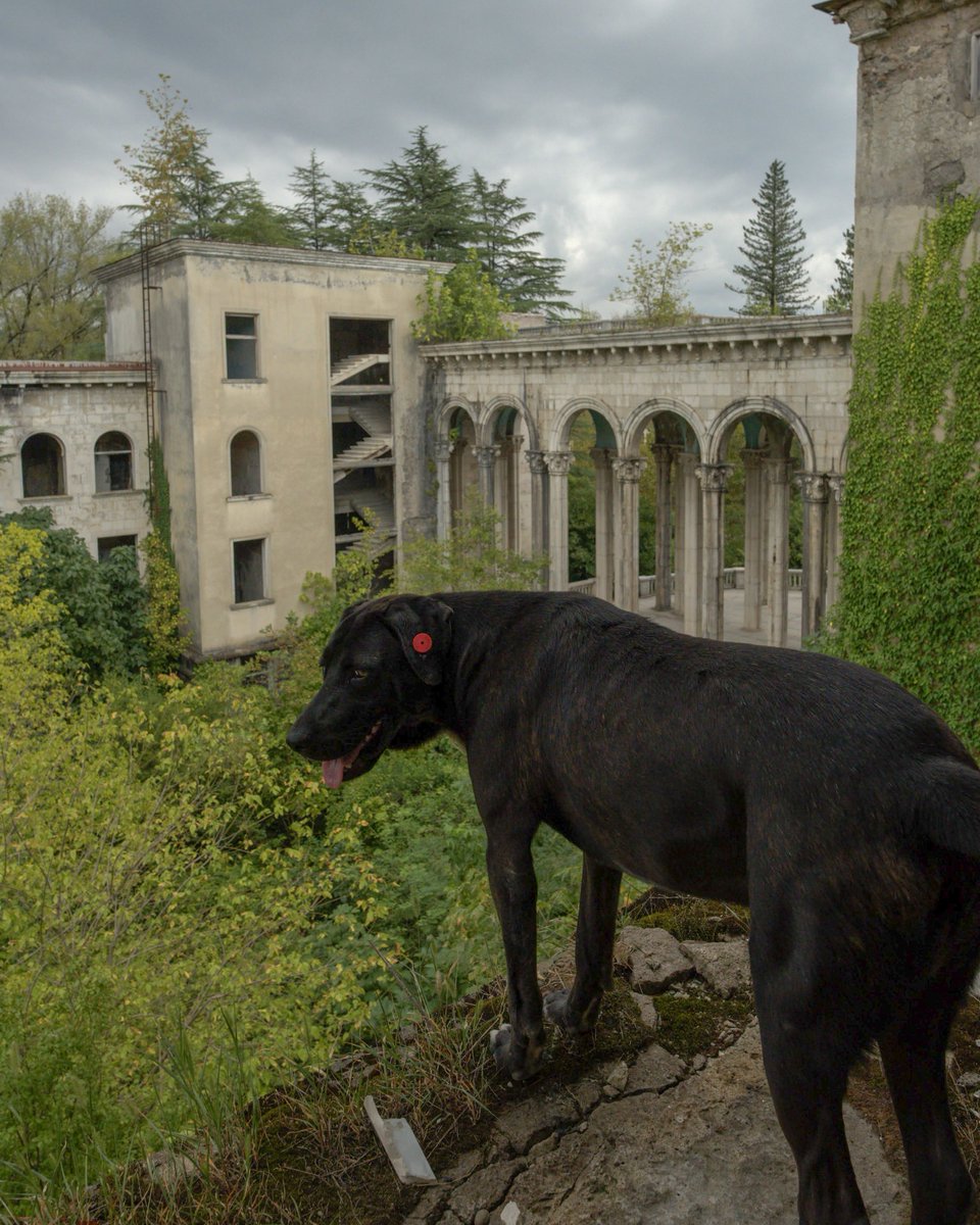 ruins_777's tweet image. 犬に廃墟案内してもらった🫰
たまに狂った犬が居るから味方居るとホンマ安心
廃墟探索の必需品は犬の餌だったわ🦴