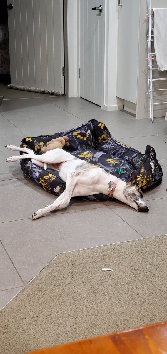 CandaceWhippet's tweet photo. The fire's a bit too hot. Luckily the tiles are deliciously cool.
#bedfail #whippet https://t.co/2hddWDzZ3b