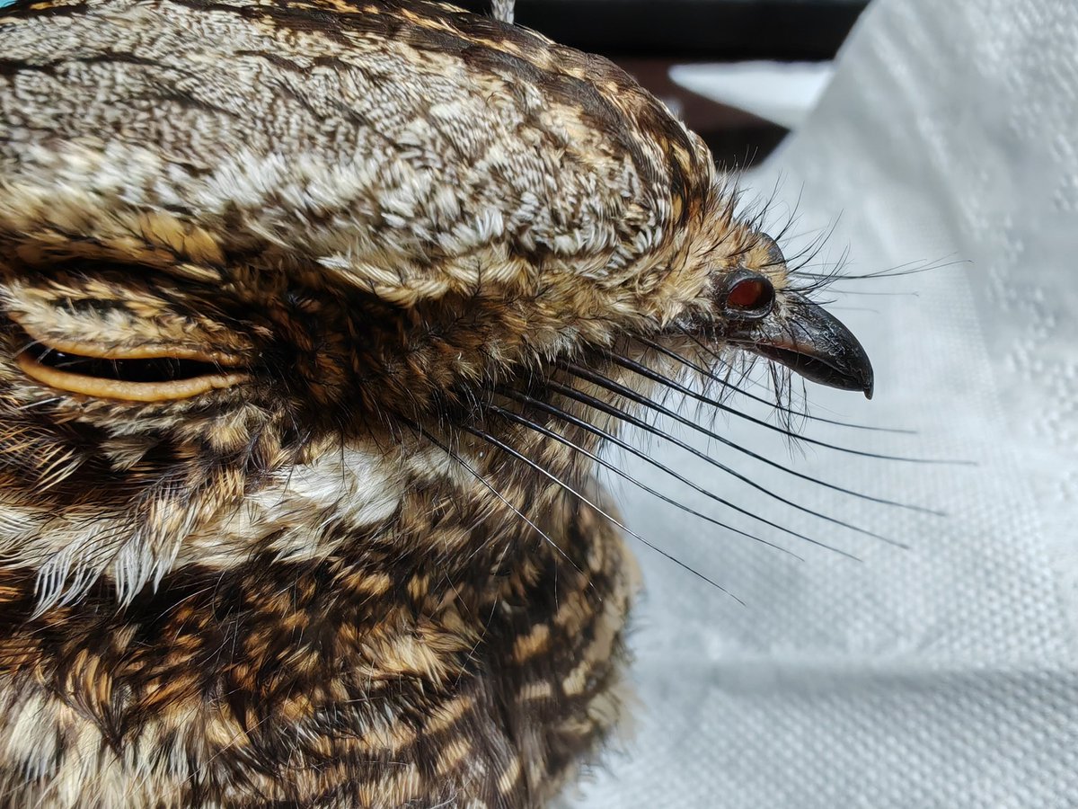 Внимание, УСЫ КОЗОДОЯ. 
Спасибо за внимание.