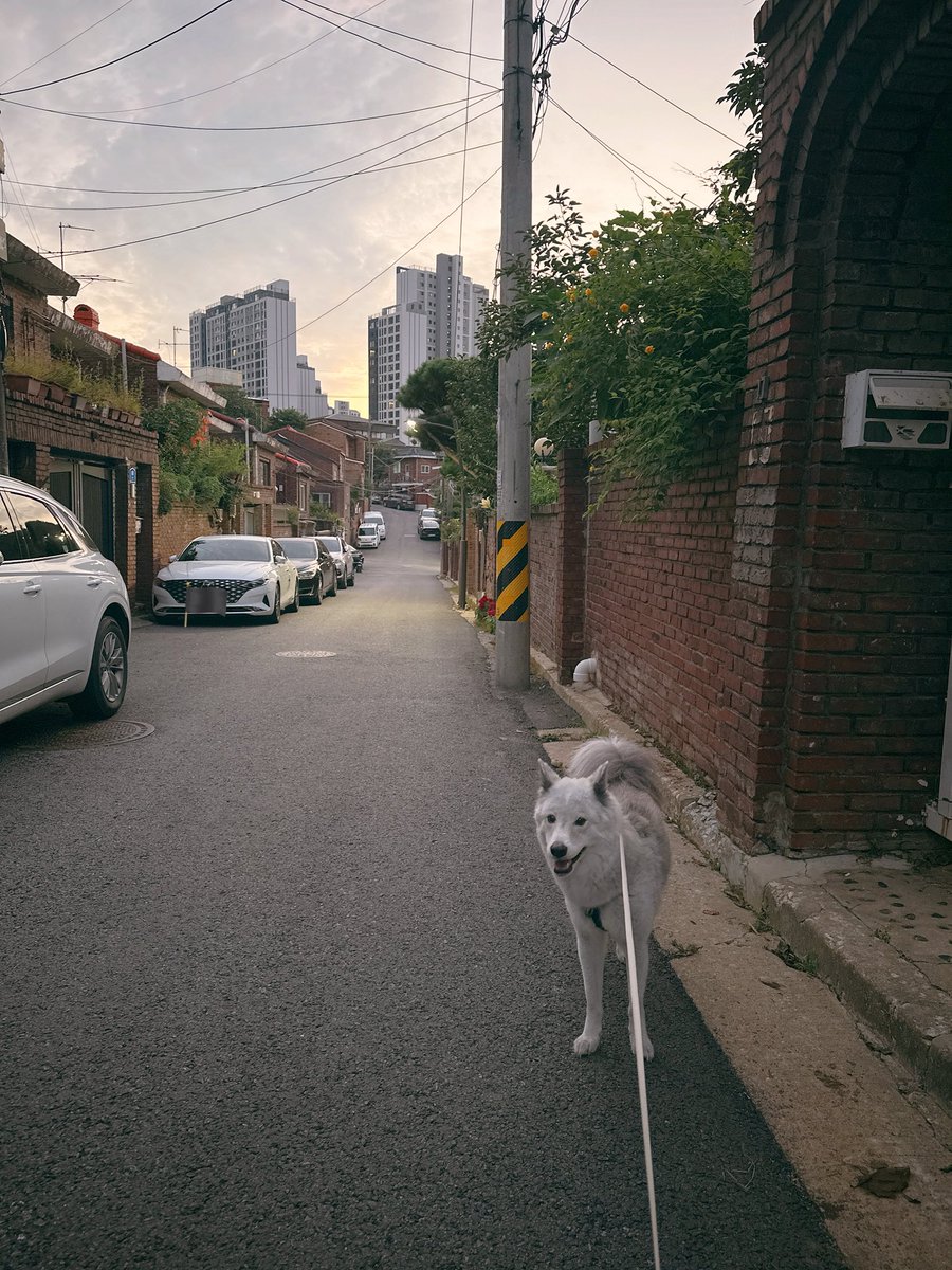 pepper_dog18's tweet photo. 어쩌면 가을🍁 https://t.co/FH32l7Rhct