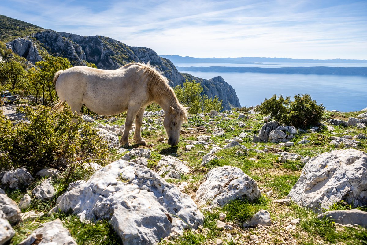 Alexa, play Wild Horses 🐎🩵

📍 Nature Park Biokovo
📷 Julien Duval, Zoran Jelača

#CroatiaFullOfLife #Croatia