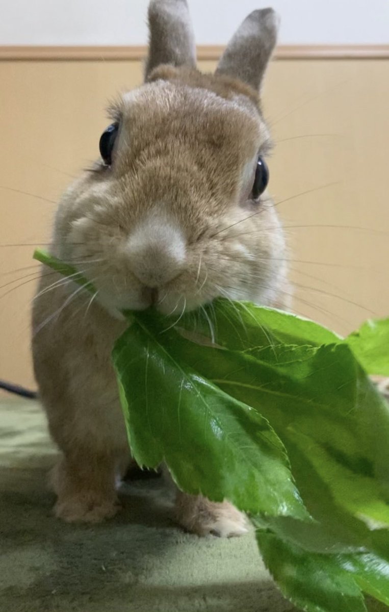 明日葉大好きだったチョパ🐰✨
主はやっと仕事終わった🚃
