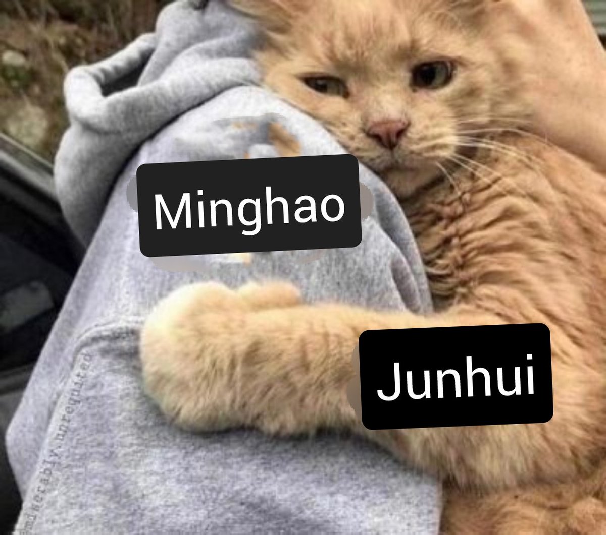 junhao as cats (@catsjunhao) on Twitter photo 