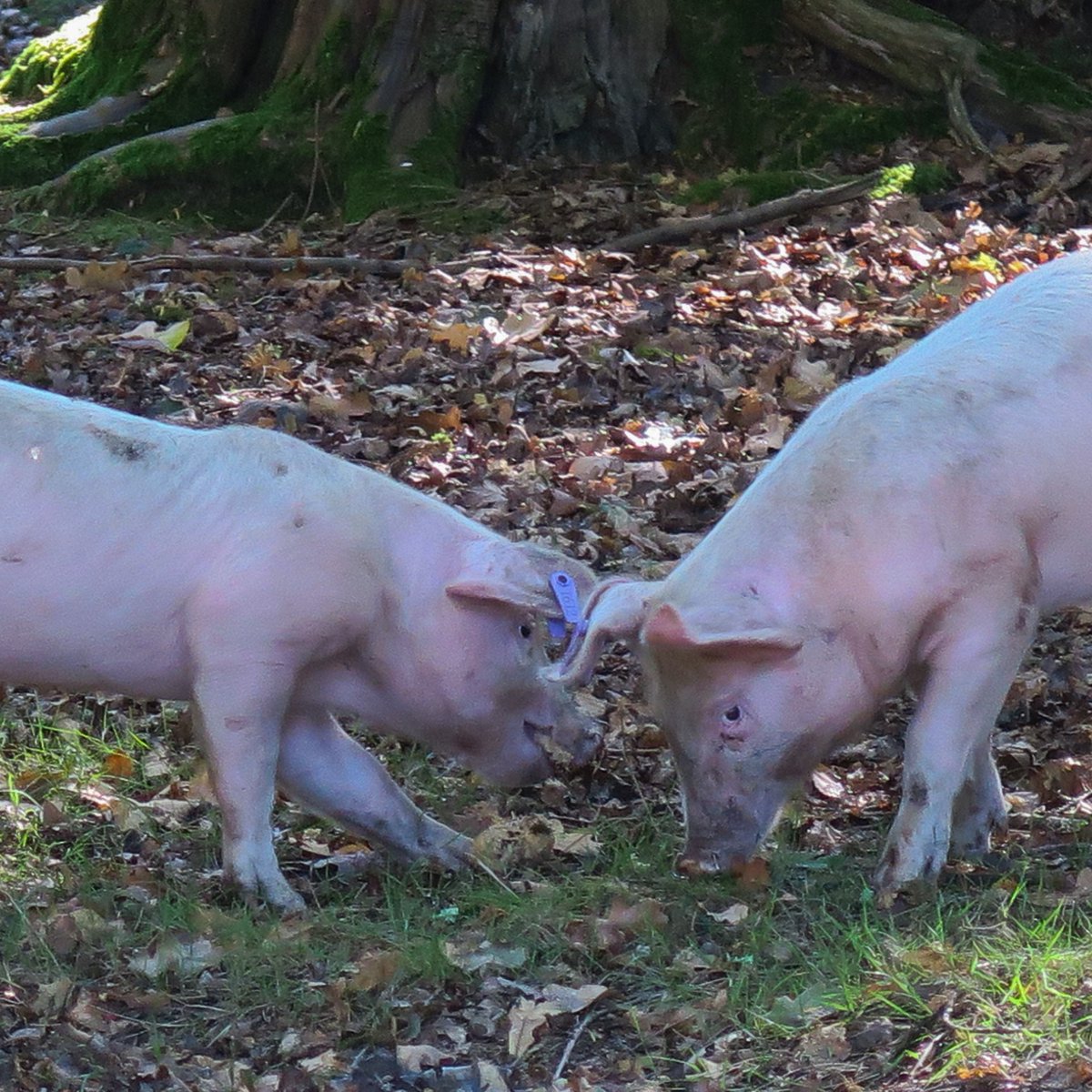 🐖 Today marks the start of pannage season! 🐖

Every autumn, pigs are set free for pannage, a centuries-old tradition dating back to the time of William the Conqueror. New Forest commoners release their pigs to roam the ancient woodland, snuffling up fallen acorns, chestnuts,