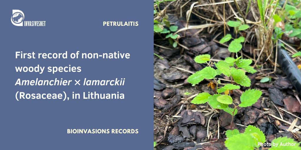 Invasivesnet's tweet image. Amelanchier × lamarckii, native to North America, has escaped cultivation and is recorded as a new casual alien plant in Lithuania. The naturalization and spread to natural habitats are highly probable. Open access buff.ly/ePmZ8Qe #INVASIVESNET #BIR