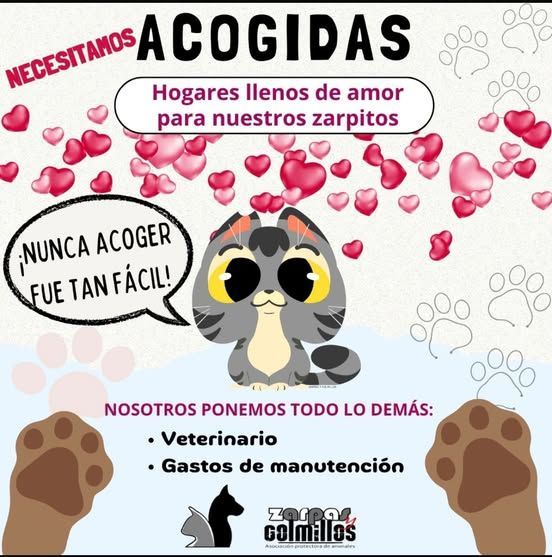 Para seguir ayudando a nuestros peludos, ¡nos hacen falta acogidas!

Zarpas y Colmillos no tiene refugio propio, sino que los animales están en casas de acogida.Los gastos que suponen los Zarpitos están cubiertos
¡Escríbenos a contacto@zarpasycolmillos.es y hazte casa de acogida!
