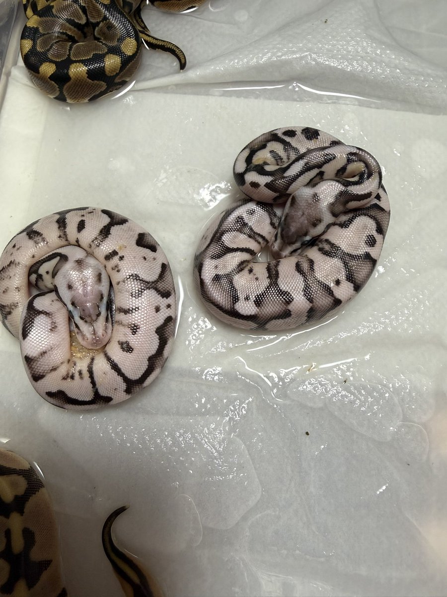 Python_regius44's tweet image. 検証クラッチ　100%昇格　Axanthic(TSK)