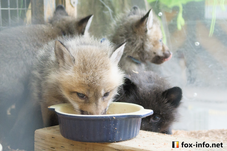 キツネ写真館@キツネ飼養中 on X: 