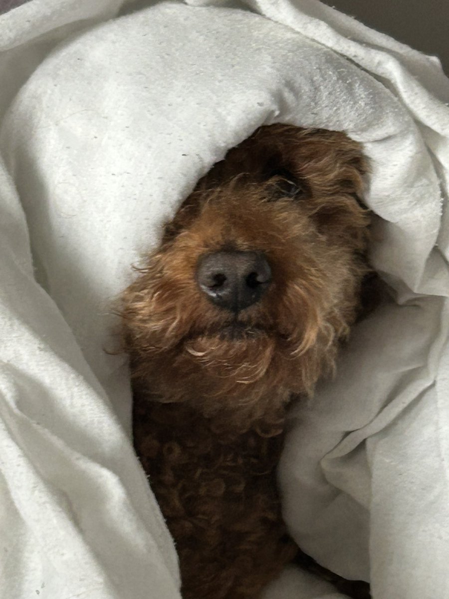 Hey fwends, just Rocco here, iz is hafin a lazy day coz itz cold and da workmen are taking the nasty walls out…pffft iz not impressed, weze only just moved fwends…aaahhh well hoomomma says it will look beautiful when itz all finished. Luff Rocco 🐾💙🐾💙#ZSHQ