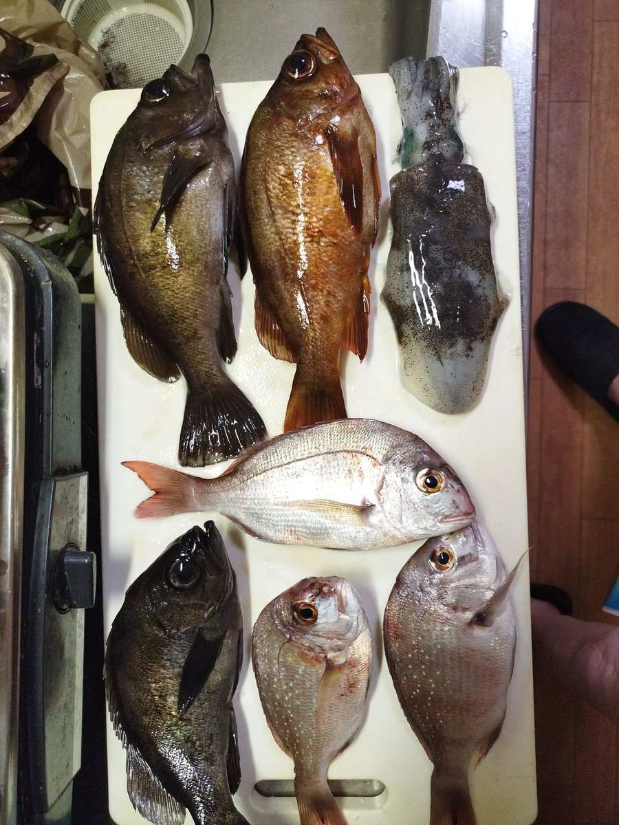 grasskobe's tweet photo. 連休初日の朝５時出発、翼港にエビ撒き釣り🎣１０台目位到着、昼までミニチャリコだらけ、娘夫婦に真鯛ギフト狙いが厳しい!やはり夕方しか釣れず。釣り人多数！メバルは良型、アオリイカと小アジが釣れた!#グラスホッパー神戸#メバル#ラルフ#アバクロ#ヤフオク#淡路島釣り#翼港 https://t.co/EyvQfwzeiE
