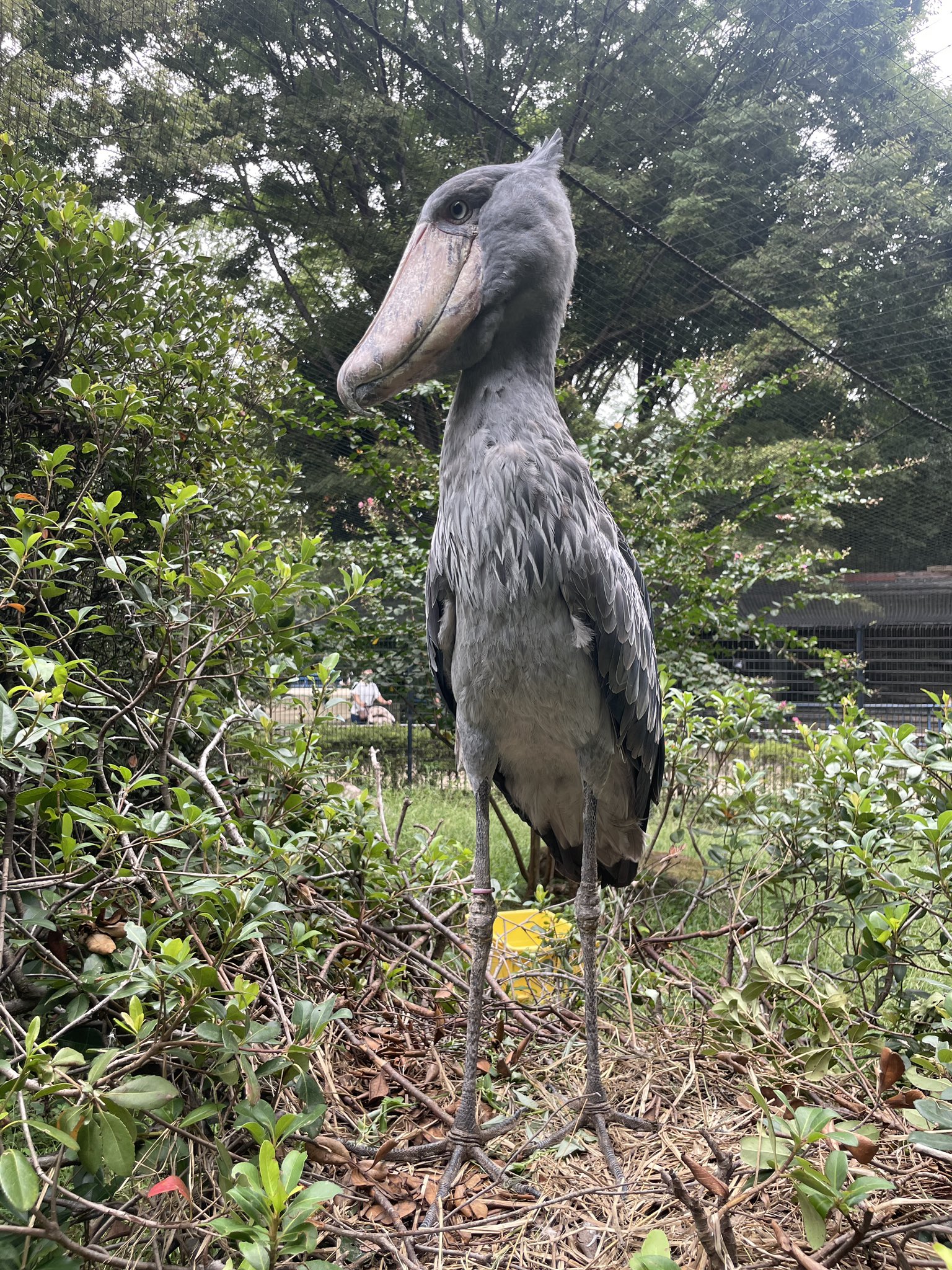 千葉市動物公園【公式】 on X: 