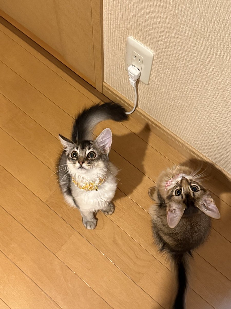 ねこ♡ 楽天市場】ラディウス 猫のかたちの完全ワイヤレスイヤフォン