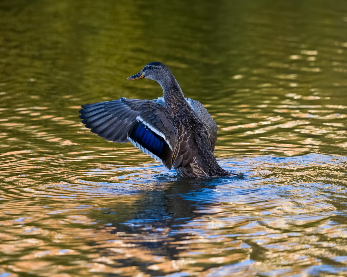 Mandeepsihota's tweet photo. The very pretty female Mallard 🦆 #Ducks #Ducksinwild #Smile #DuckPhotography #Twitterducks  #twitternaturecommunity #Canon #twitternaturephotography #IndiAves #DucksofTwitter #Canonphotography #Shotoncanon #MondayMallard https://t.co/ycE2K6bILd